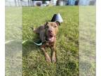 American Pit Bull Terrier Mix DOG FOR ADOPTION RGADN-1251963 - Ham - Pit Bull