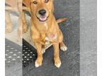 Labrador Retriever Mix DOG FOR ADOPTION RGADN-1251968 - Louie - Labrador
