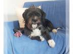 Shih Tzu Mix DOG FOR ADOPTION RGADN-1251971 - Bosley - Shih Tzu / Terrier /