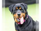 Rottweiler DOG FOR ADOPTION RGADN-1251987 - *VASSA - Rottweiler (medium coat)