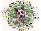 Australian Cattle Dog DOG FOR ADOPTION RGADN-1251996 - NUGGET - Queensland