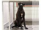 Great Dane DOG FOR ADOPTION RGADN-1251997 - RICKY - Great Dane (medium coat) Dog