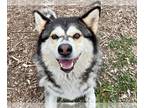 Alaskan Malamute Mix DOG FOR ADOPTION RGADN-1252000 - AKIRA - Alaskan Malamute /