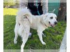 Great Pyrenees DOG FOR ADOPTION RGADN-1252002 - SEAMUS* - Great Pyrenees (medium