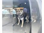 German Shepherd Dog-Siberian Husky Mix DOG FOR ADOPTION RGADN-1252013 - HADES -