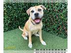 Black Mouth Cur-Boxer Mix DOG FOR ADOPTION RGADN-1252034 - LOTI - Black Mouth