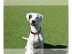 Pointer DOG FOR ADOPTION RGADN-1252057 - Willow - Pointer / Terrier Dog For