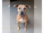 American Pit Bull Terrier Mix DOG FOR ADOPTION RGADN-1252061 - Bernice - Pit