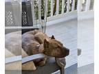 Mastiff DOG FOR ADOPTION RGADN-1252071 - BEAU - Mastiff (medium coat) Dog For