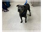American Pit Bull Terrier-Chinese Shar-Pei Mix DOG FOR ADOPTION RGADN-1252084 -