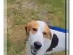 American Foxhound-Treeing Walker Coonhound Mix DOG FOR ADOPTION RGADN-1252089 -