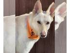 Mix DOG FOR ADOPTION RGADN-1252092 - Dixon - White German Shepherd (long coat)