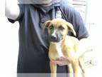 American Pit Bull Terrier Mix DOG FOR ADOPTION RGADN-1252094 - ELIJAH - American