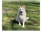 Mix DOG FOR ADOPTION RGADN-1252101 - Volki - White German Shepherd (long coat)