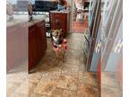 Bloodhound Mix DOG FOR ADOPTION RGADN-1252109 - BOOMER - Bloodhound / Shepherd /