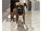Boxer DOG FOR ADOPTION RGADN-1252114 - Freya II - Boxer Dog For Adoption