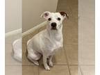 Boxer DOG FOR ADOPTION RGADN-1252115 - Aphrodite - Permanent Foster - Boxer Dog