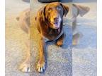 Mix DOG FOR ADOPTION RGADN-1252141 - Budro TX - Chocolate Labrador Retriever