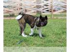 Akita DOG FOR ADOPTION RGADN-1252144 - Sapa - Akita Dog For Adoption