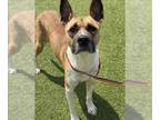 Boxer-German Shepherd Dog Mix DOG FOR ADOPTION RGADN-1252154 - TATUM - Boxer /