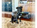 American Pit Bull Terrier-Bull Terrier Mix DOG FOR ADOPTION RGADN-1252164 -