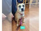 Boxer DOG FOR ADOPTION RGADN-1252171 - Eden - Boxer / Pit Bull Terrier Dog For