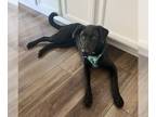 Labrador Retriever Mix DOG FOR ADOPTION RGADN-1252174 - Lady Mae - Labrador