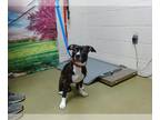 Staffordshire Bull Terrier DOG FOR ADOPTION RGADN-1252176 - A533907 -