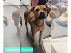 American Pit Bull Terrier Mix DOG FOR ADOPTION RGADN-1252189 - Diamond -