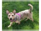 Pembroke Welsh Corgi Mix DOG FOR ADOPTION RGADN-1252192 - Kansas - Terrier /