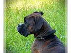 Boxer DOG FOR ADOPTION RGADN-1252195 - Ruby III - Boxer Dog For Adoption
