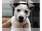 Jack Russell Terrier Mix DOG FOR ADOPTION RGADN-1252200 - Chippy - Cattle Dog /