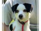 Jack Russell Terrier Mix DOG FOR ADOPTION RGADN-1252205 - Digby - Jack Russell