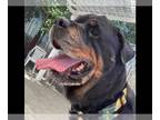 Rottweiler DOG FOR ADOPTION RGADN-1252213 - GRIZZLY - Rottweiler (medium coat)