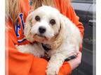 Cavachon DOG FOR ADOPTION RGADN-1252226 - Barbie - Cavalier King Charles Spaniel