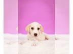 Beagle Mix DOG FOR ADOPTION RGADN-1252228 - Dieter - Beagle / Yellow Labrador