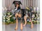 Bluetick Coonhound-Doberman Pinscher Mix DOG FOR ADOPTION RGADN-1252235 -