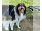 Collie DOG FOR ADOPTION RGADN-1252236 - Boom - Collie (long coat) Dog For