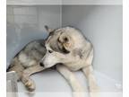 Mix DOG FOR ADOPTION RGADN-1252239 - GOOFY - Husky (short coat) Dog For