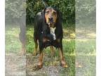Black and Tan Coonhound-Rottweiler Mix DOG FOR ADOPTION RGADN-1252256 - 240550