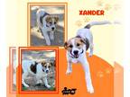 Great Pyrenees Mix DOG FOR ADOPTION RGADN-1252266 - Xander (Puppy) - Australian