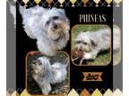 Lhasa-Poo DOG FOR ADOPTION RGADN-1252269 - Phineas (Ritzy) - Lhasa Apso / Poodle