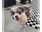 Jack Russell Terrier-Spaniel Mix DOG FOR ADOPTION RGADN-1252270 - Mopp - Spaniel