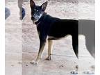 German Shepherd Dog Mix DOG FOR ADOPTION RGADN-1252278 - MARY - German Shepherd