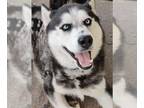 Mix DOG FOR ADOPTION RGADN-1252292 - BLUE - Husky (medium coat) Dog For