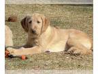 Labradoodle DOG FOR ADOPTION RGADN-1252293 - TATUR - Labrador Retriever / Poodle