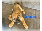 Golden Retriever Mix DOG FOR ADOPTION RGADN-1252298 - Conan - Golden Retriever /