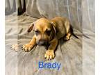 American Pit Bull Terrier-Dachshund Mix DOG FOR ADOPTION RGADN-1252309 - Brady -