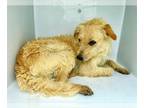 Border Terrier DOG FOR ADOPTION RGADN-1252325 - TURKEY - Border Terrier (long