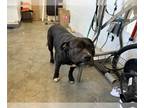 American Pit Bull Terrier DOG FOR ADOPTION RGADN-1252335 - FREYA - Pit Bull